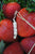Peas in a Pod Pearl Necklace